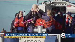 Winter the Dolphin's ashes released in Gulf of Mexico