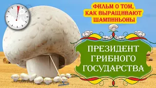 Президент 👑 грибного государства || Фильм о том, как выращивают шампиньоны