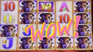 15 Gold Buffalo Heads     Over 120 bonus spins👍🏻       🦬💰BUFFALO GOLD🦬💰   💵MASSIVE💵    HUGE  JACKPOT