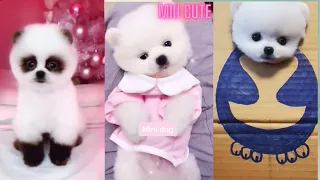 Tik Tok Chó Phốc Sóc Mini 😍 Funny and Cute Pomeranian#shorts#93