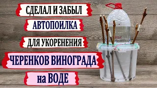 🍇 Автопоилка для автономного УКОРЕНЕНИЯ ЧЕРЕНКОВ винограда на воде. Зрители моего канала предлагают.