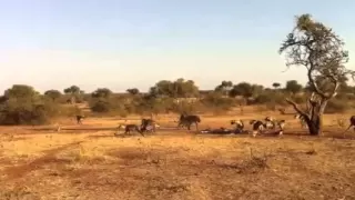 Lions v hyenas after kill