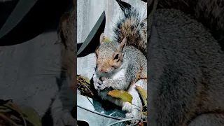 sevimli sincap 🐿️❤️ cute squirrel #shorts #dinlendirici #sincap #squirrel