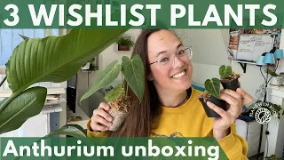 3 wishlist plants... Anthurium unboxing | Plant with Roos