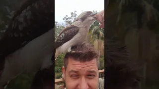 This Kookaburra is a bit special... 🤣😂🤣