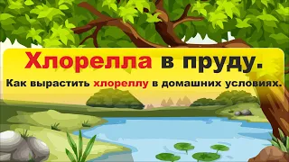 Хлорелла в пруду - Как вырастить хлореллу в домашних условиях - Альголизация водоёма - Водоросль.