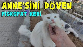 PSİKOPAT, ANNESİ MAYA'YI DÖVDÜ ✓ HAYIRSIZ EVLAT İŞTE 😃 kedi videoları ✓ Yavru kedi sesi ✓ kediler