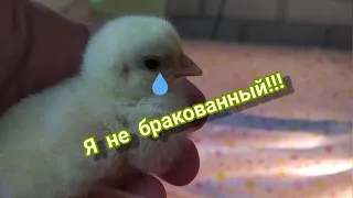 Исправляю шпагат у цыплят.