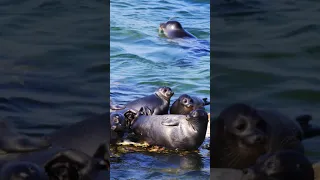 Милое животное озера Байкал🌊 Байкальская нерпа