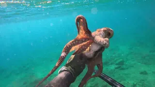 Η εποχή των χταποδιών🐙 Octopus season!