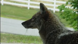 Auburn police warn of coyotes in town