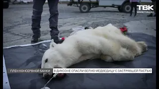 Подробности спасения медведицы из плена консервной банки в Диксоне