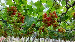 Paano Magtanim ng Grapes | Complete Guide from Seedlings to Harvest