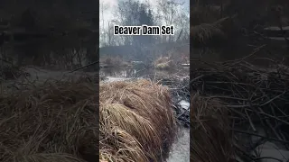 Conibear Trapping Techniques For Beaver And Otter:  #trapping #conibear #beaver #otter