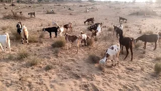 A lot of goats feasting and roaming free in forest at evening time | Natural beauty