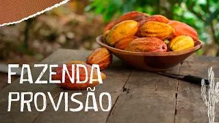 Conheça uma fazenda de produção de cacau para fazer chocolate | Fazenda Provisão - Ilhéus/BA