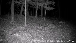 Red Fox Mousing For A Snack.