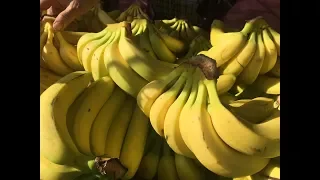 Banana  Taiwan Leisure Farms Development Association  Full HD 5 Minutes