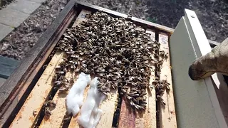 Komorování včel, jarní optimalizování plodiště, zmenšení prostoru ve včelím úle.
