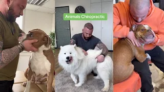 The Dog Therapy | Satisfying Compilation of Animal Chiropracitc Adjustments