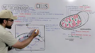 Mitochondria (Structure and Functions of Mitochondria) Detailed Series