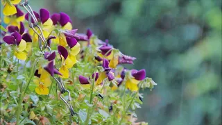 [5 minutes Relaxing Nature Sounds] Gentle Rains with Bird Sounds | Rain ASMR | Deep Sleep Sounds