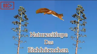 Naturzeitlupe - Sprung des Eichhörnchens #LoveNature #Zeitlupe #SlowMotion