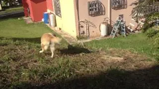 Iguana vs dog FIGHT TO THE DEATH