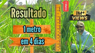 RESULTADO RÁPIDO | COMO FAZER O CAPIM CRESCER 1 METRO EM 4 DIAS