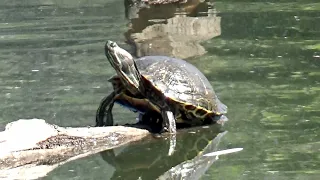 Texas Duck Pond-  Sun Turtles_11 🐢🎼 #TurtlesOnTheLog