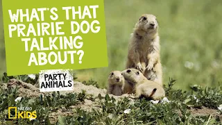 What's That Prairie Dog Talking About? | Party Animals