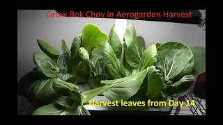 Grow Bok Choy in Aerogarden