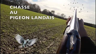 CHASSE AU PIGEON LANDAIS : RÉGULATION DANS LE MAÏS !