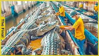 How Farmers Earn 300 Million USD from Proces Crocodile Meat | Food Processing Machines