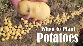 What Month Do You Plant Potatoes? When Do You Plant Potatoes? Spring & Fall Potato Planting