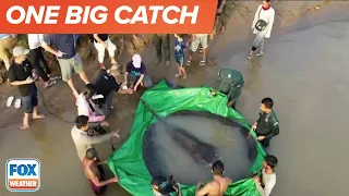 World’s Largest Freshwater Fish Caught in Cambodia.