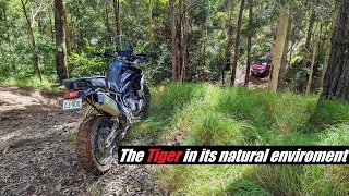 The Triumph Tiger 900 Rally Pro is a fantastic adventure bike | ADV riding in Australia