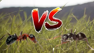 зверская битва муравьев /Lasius niger VS Messor structor/
