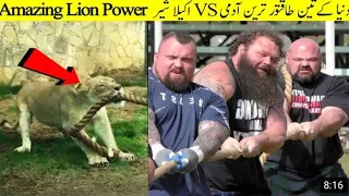 TUG of war || Man vs lion