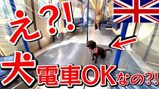 日本人が見ると驚く光景。犬に甘すぎる愛犬国家「イギリス」。