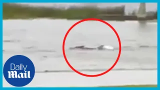 Hurricane Ian shark: Storm surge brings shark into flooded streets