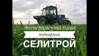 Подкормка пшеницы селитрой РУМом в мае | Подготовка к посеву проса