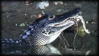 Alligator Eats Snake 02 Time Lapse