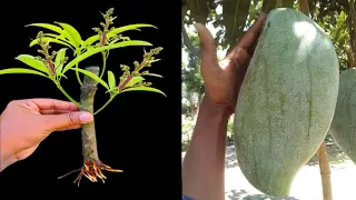 How To Propagate Mango Tree From Cutting - With 100% success