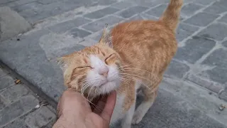 You will love this cute orange cat.
