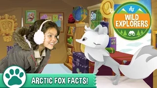 Wild Explorers - Arctic Fox Facts