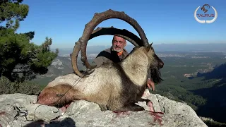 MONSTER BEZOAR IBEX HUNT IN TURKEY 54"  RECORD  OF YEAR