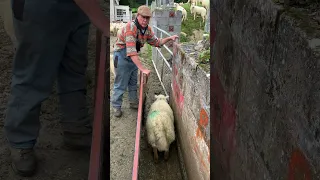 Sorting Ewes and Lambs