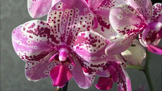 Орхидея Фронтера . Каждое цветение - сюрприз !!)))