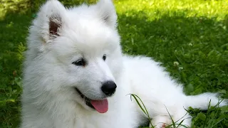 Cutest Fluffy Samoyed Dogs Love Hugging || Top Dog Youtube Compilation